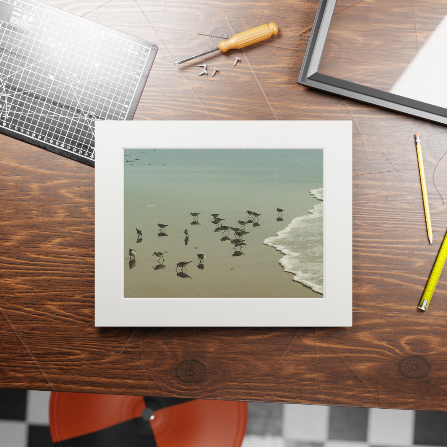 Piping plovers Popham beach ME