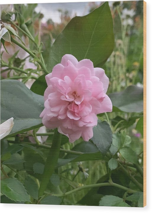 Evening Rose - Wood Print