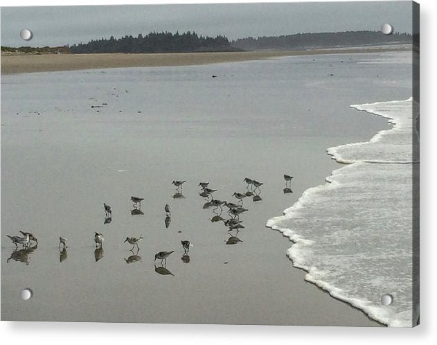 Piping Plovers - Acrylic Print
