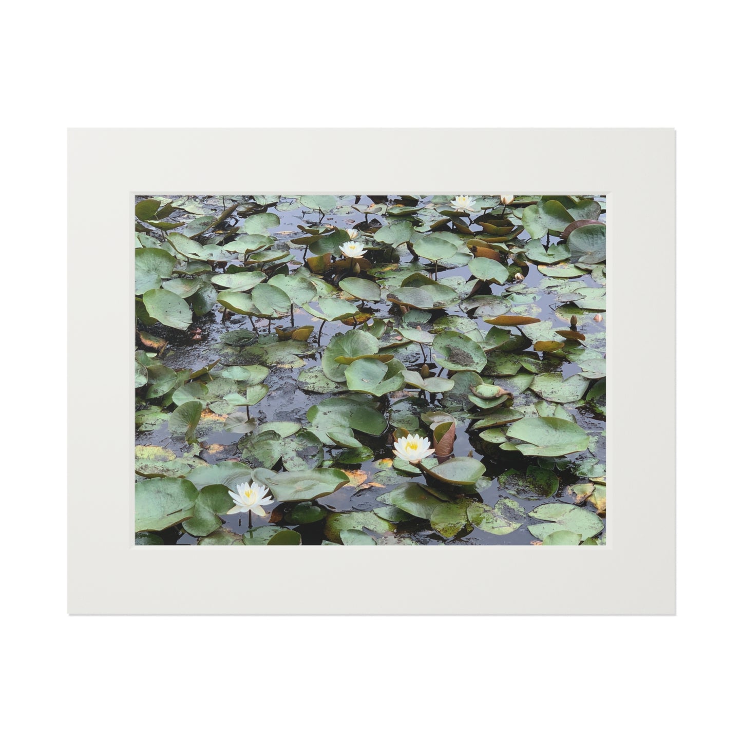 Water Lillies Reid state park