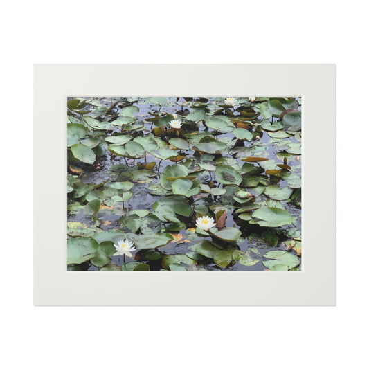 Water Lillies Reid state park