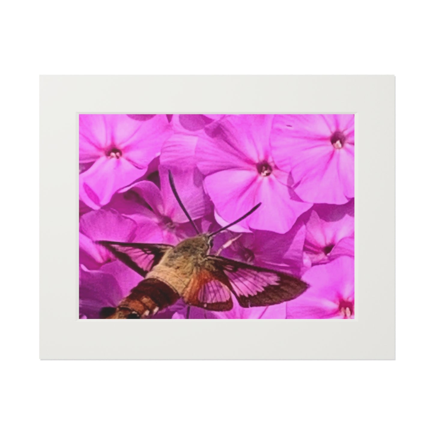 Hummingbird moth