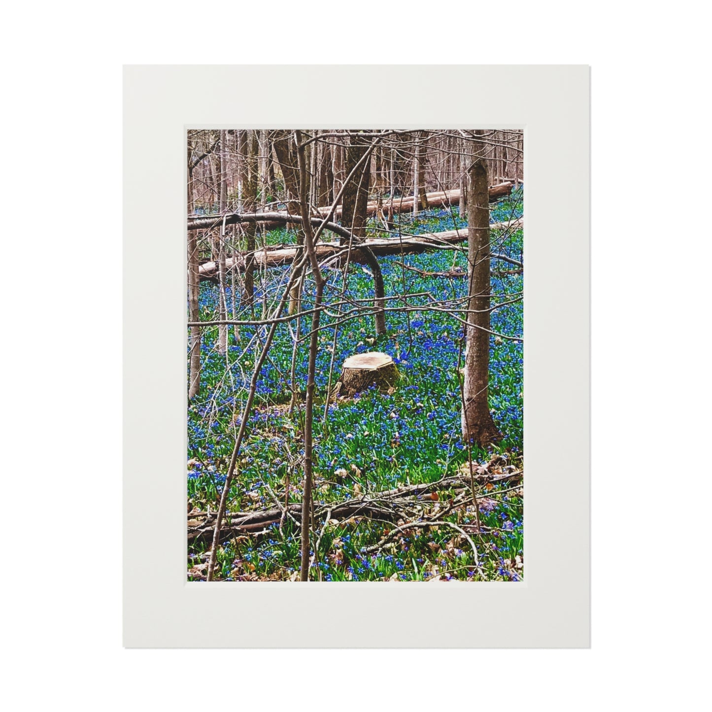 Spring Forrest flowers