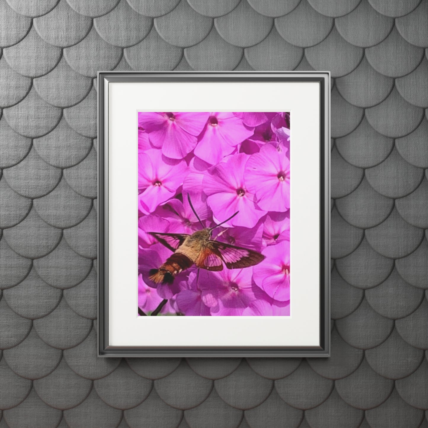 Hummingbird moth