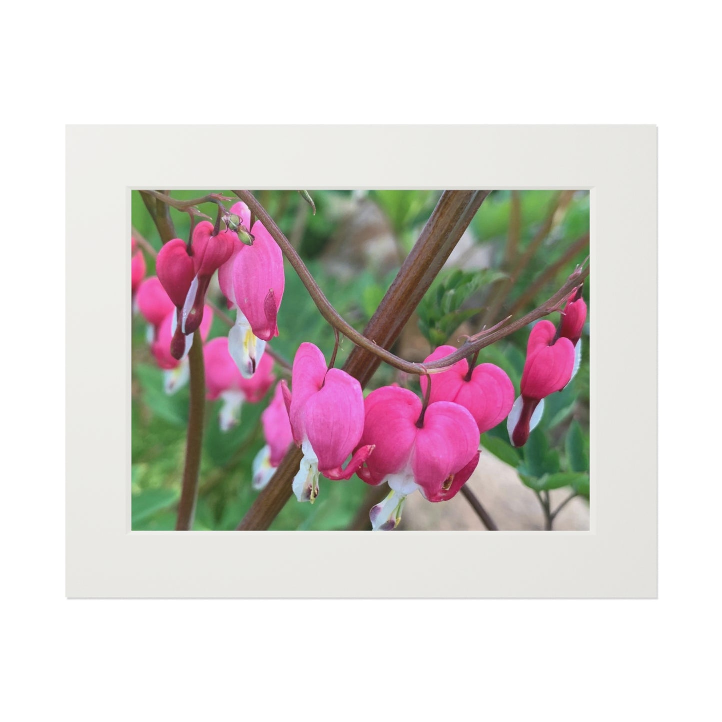 Bleeding hearts ❤️