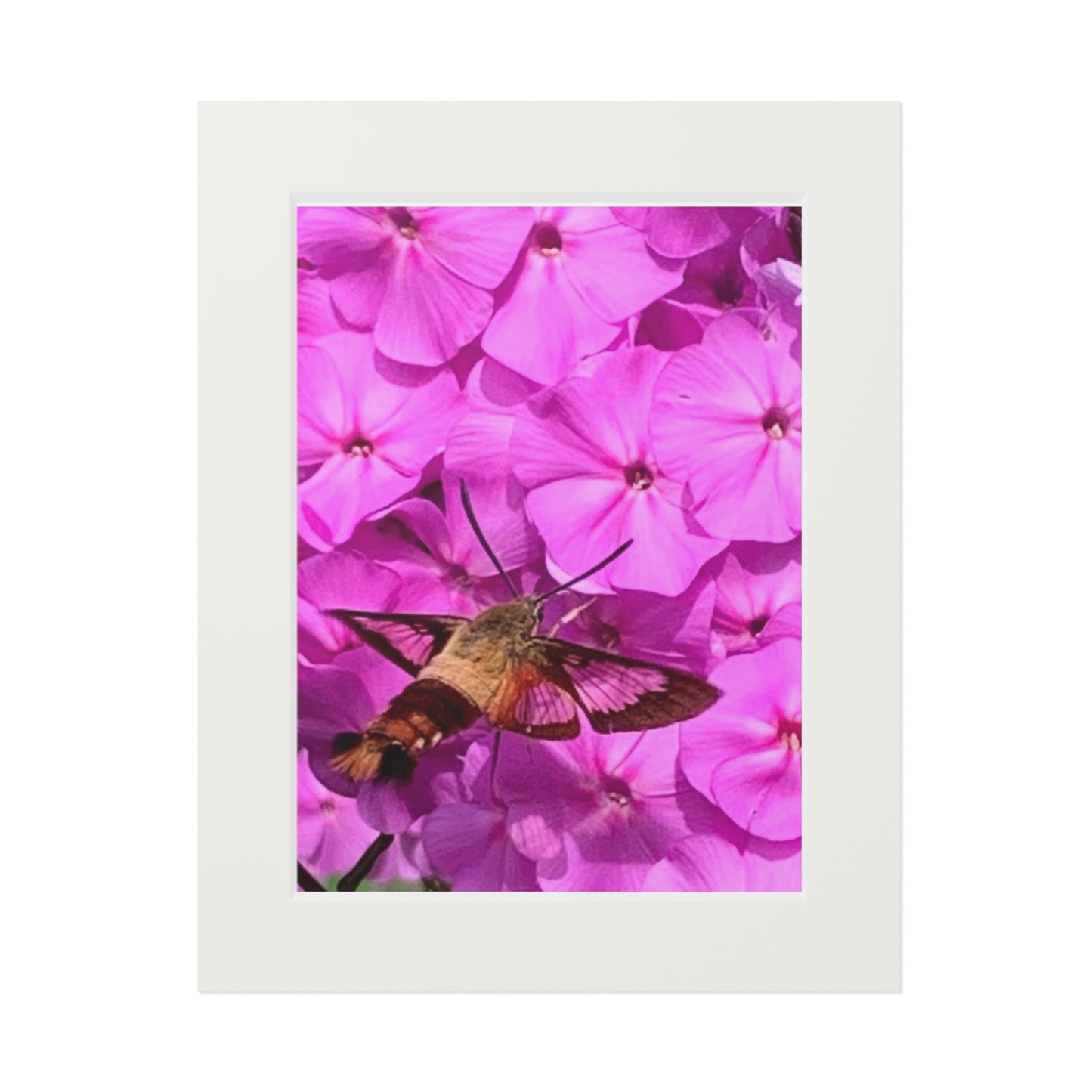Hummingbird moth