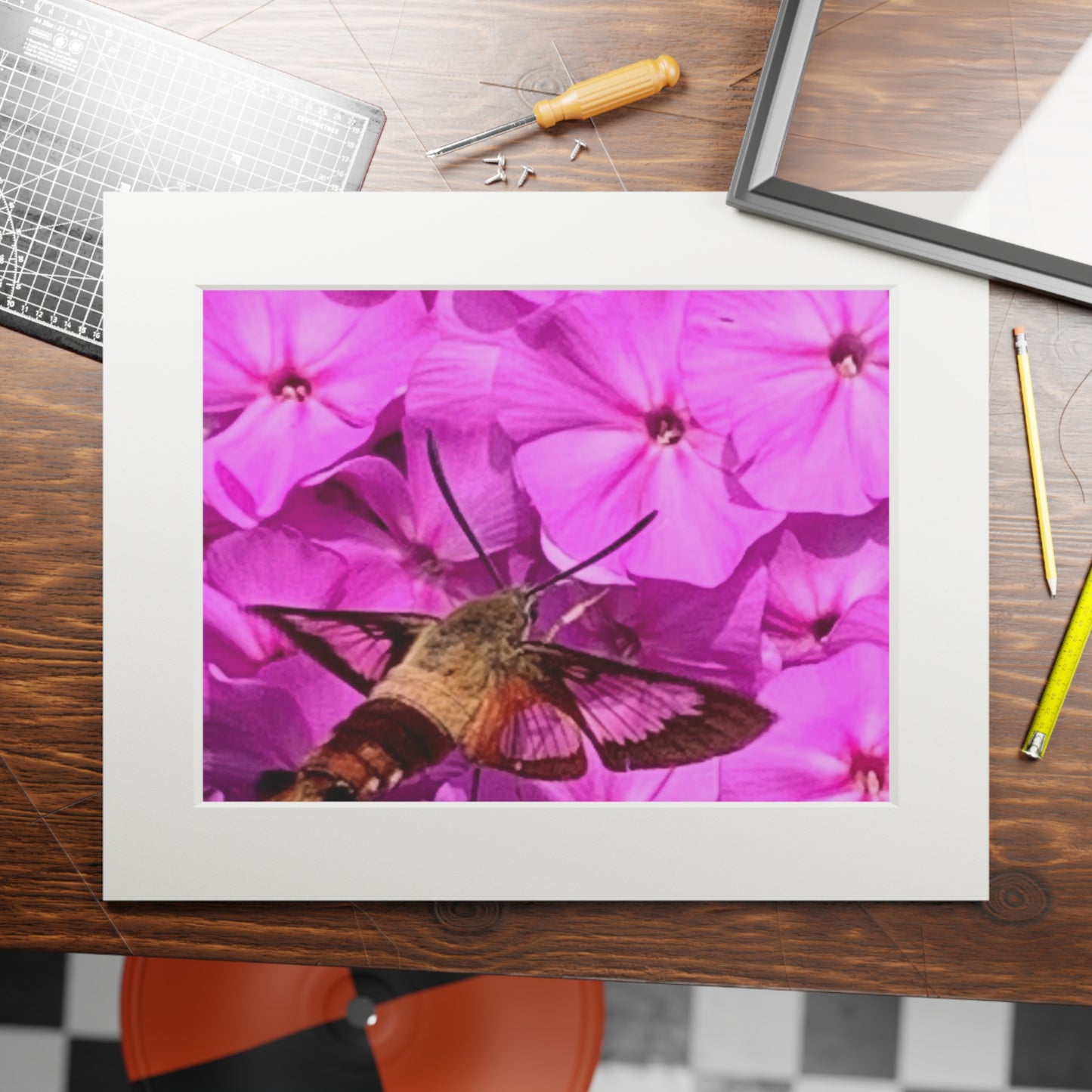 Hummingbird moth
