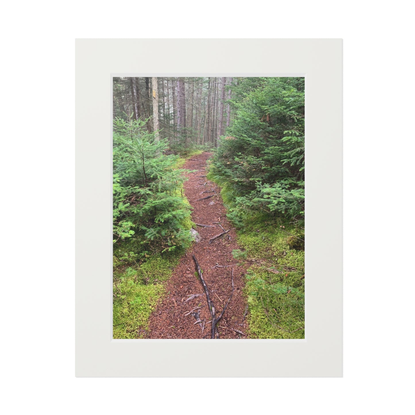 Canaan VT Forrest trail