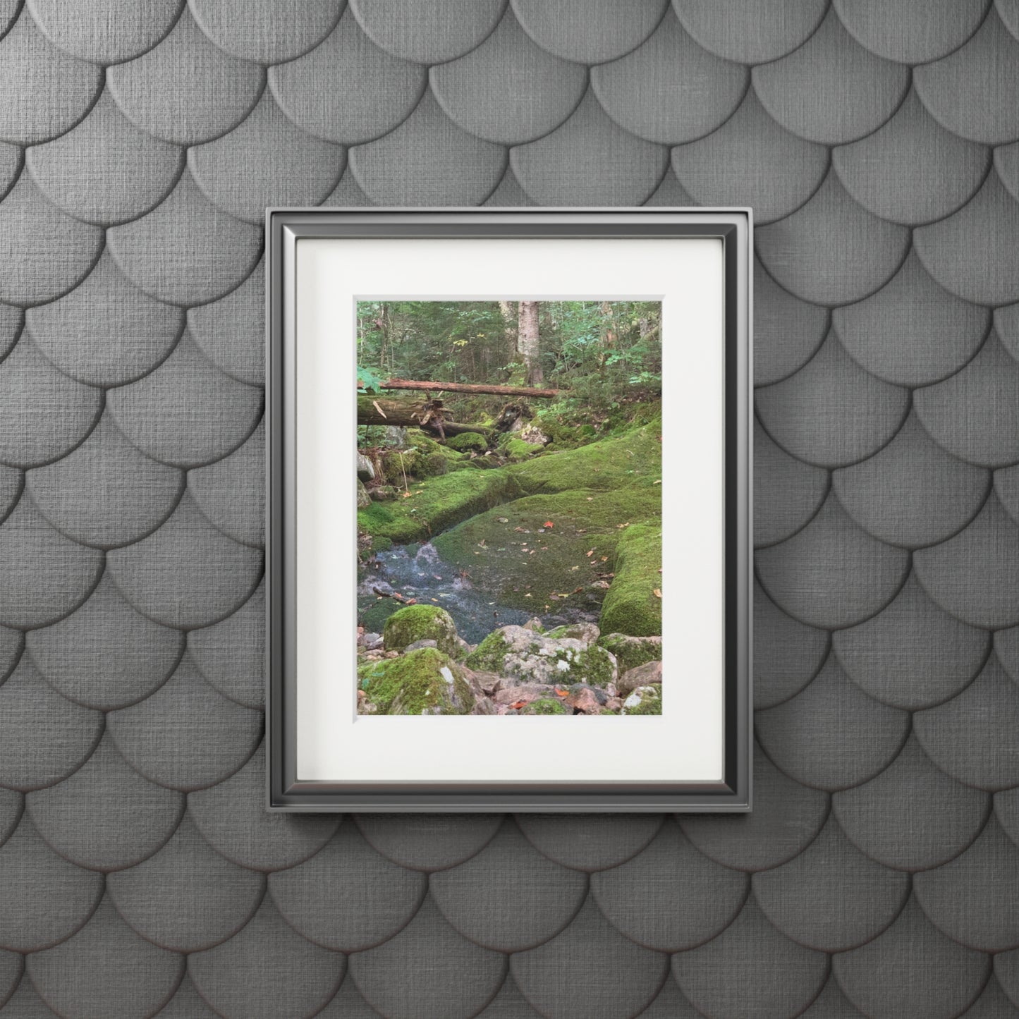 Canaan VT Forrest trail