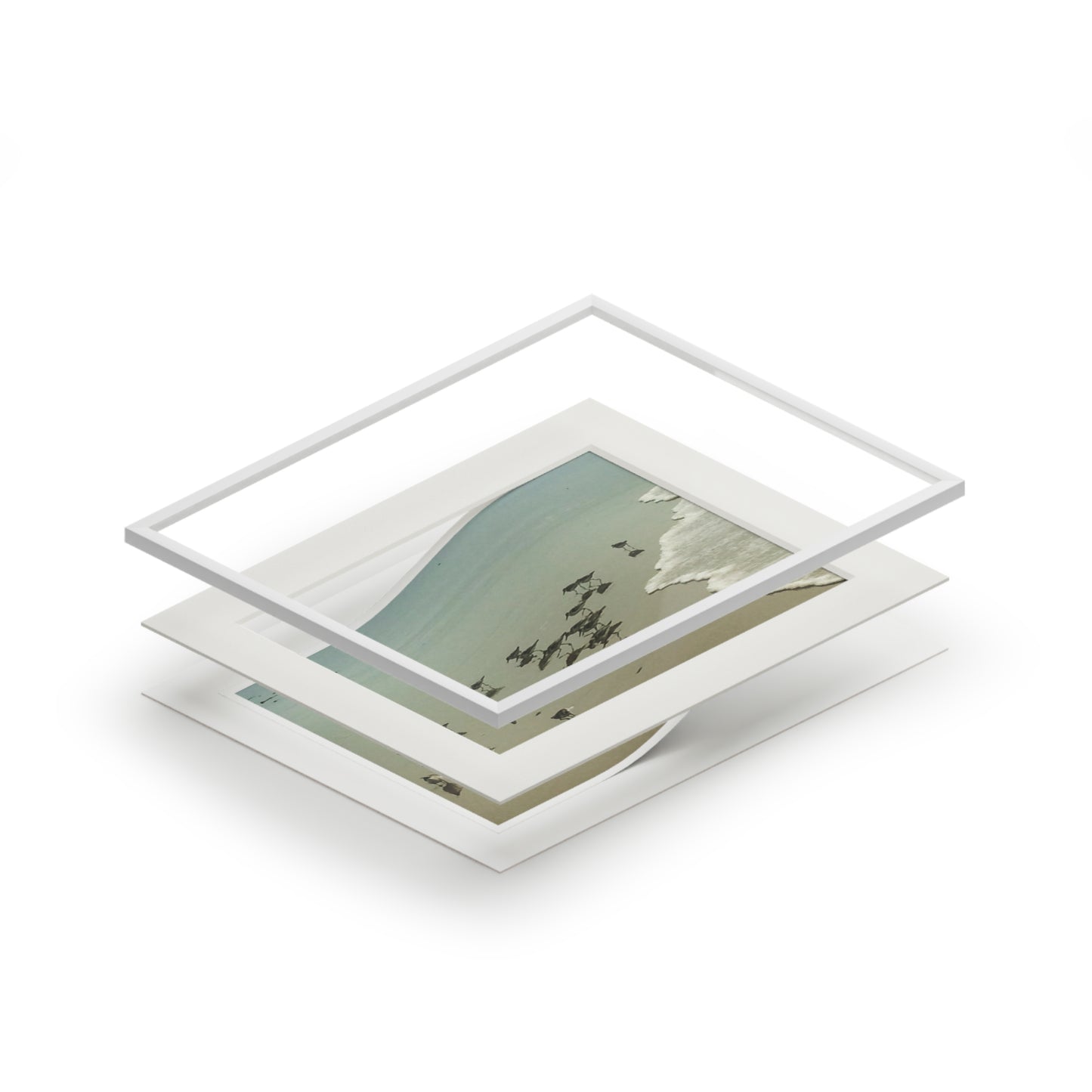 Piping plovers Popham beach ME