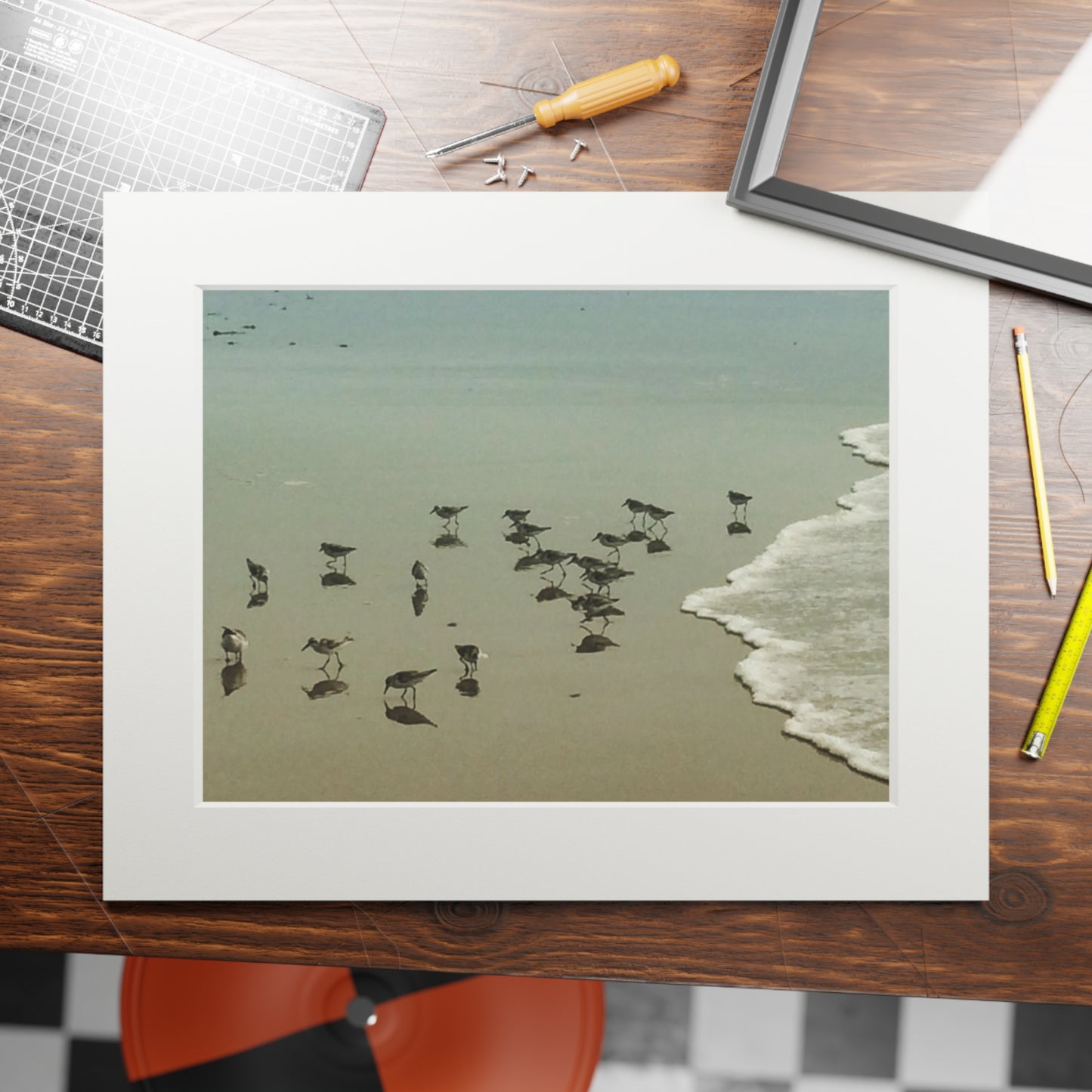 Piping plovers Popham beach ME