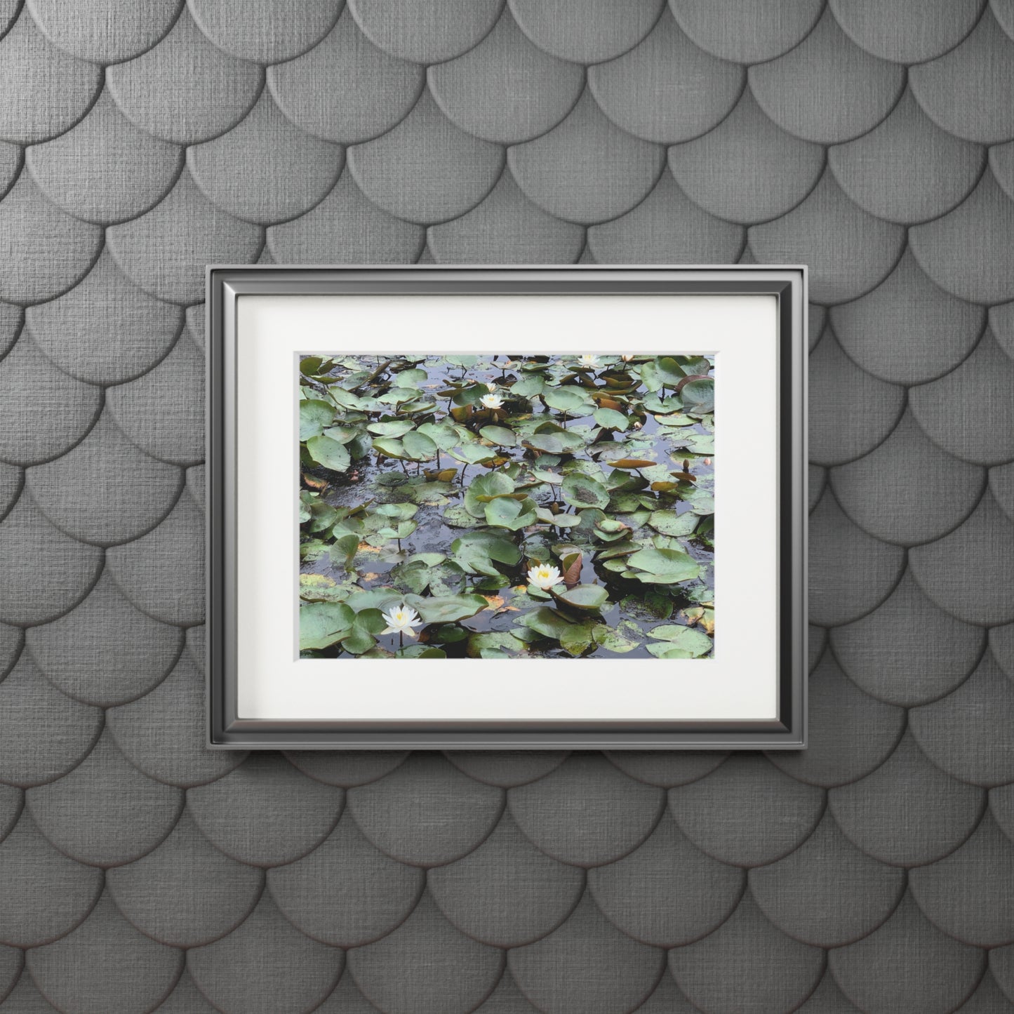 Water Lillies Reid state park