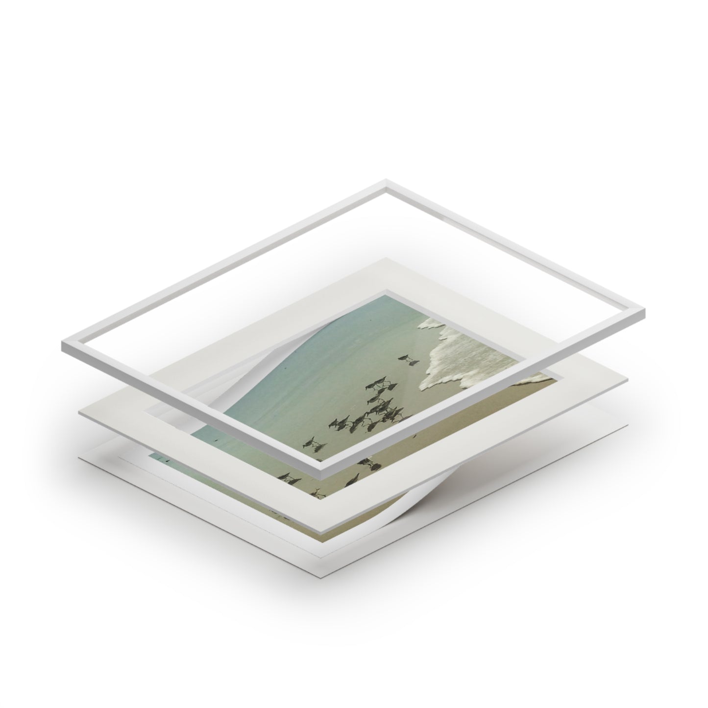 Piping plovers Popham beach ME