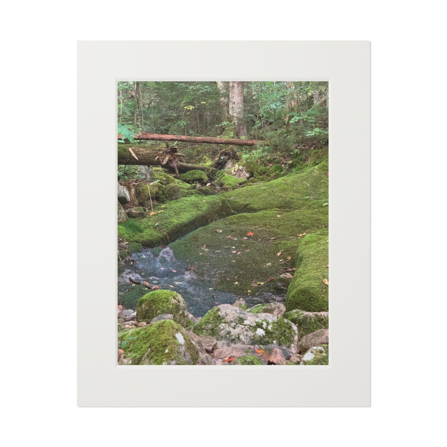 Canaan VT Forrest trail