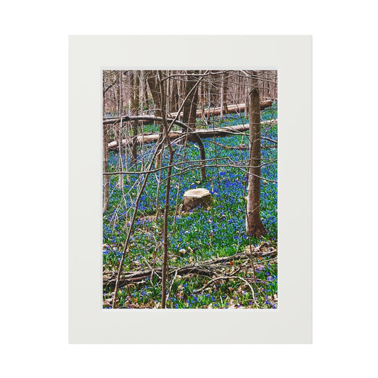 Spring Forrest flowers