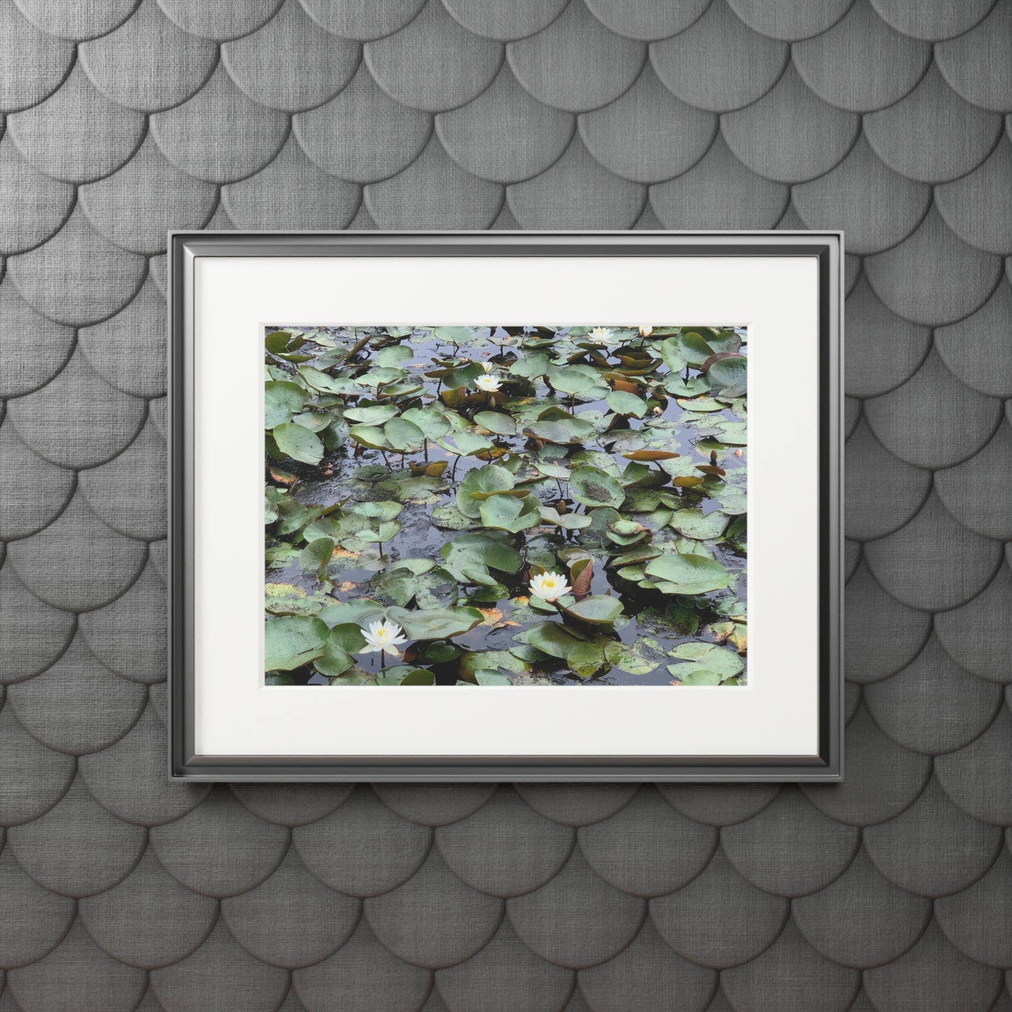 Water Lillies Reid state park