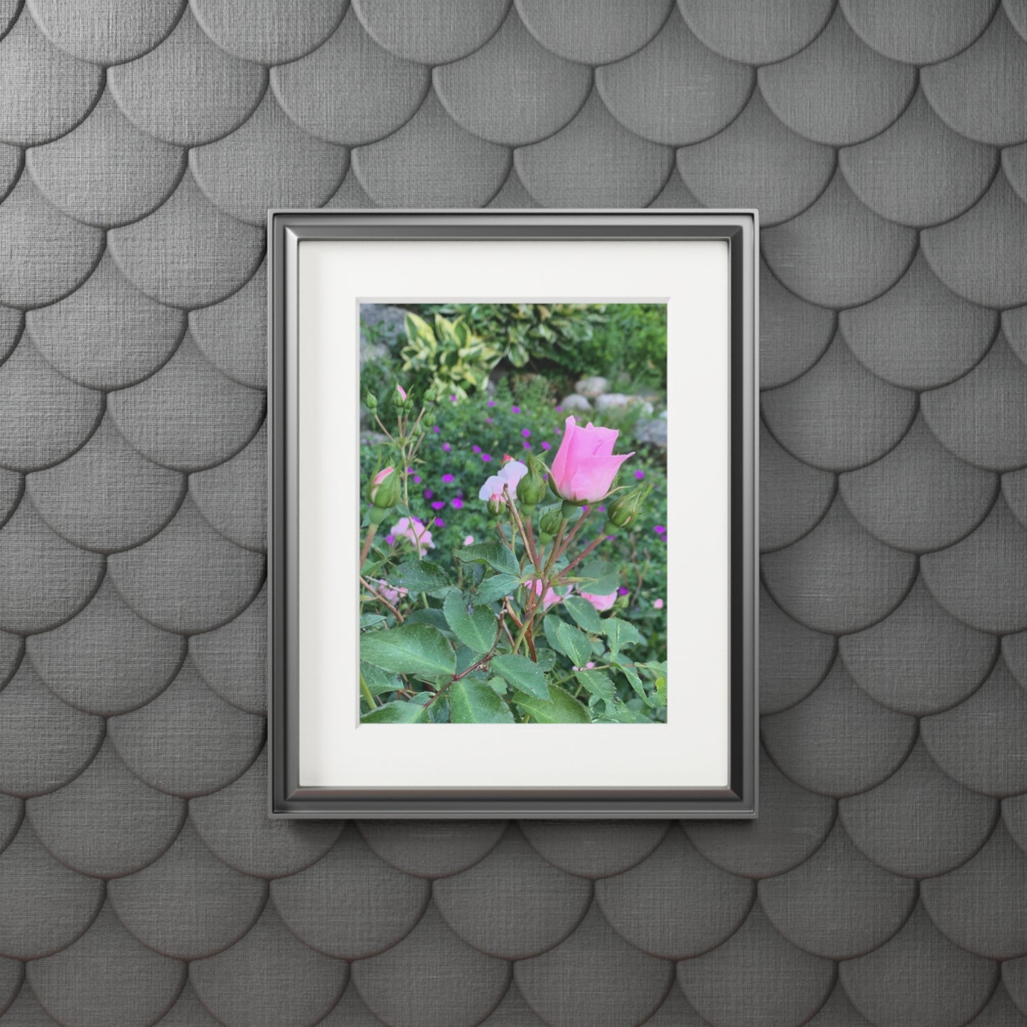 Secret garden pink rose