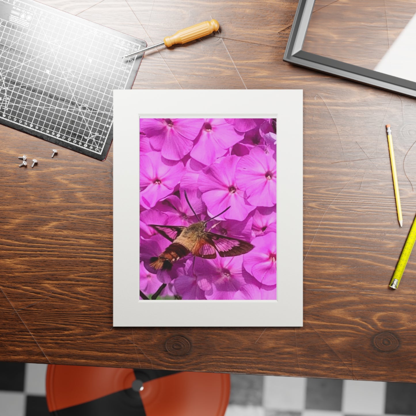 Hummingbird moth