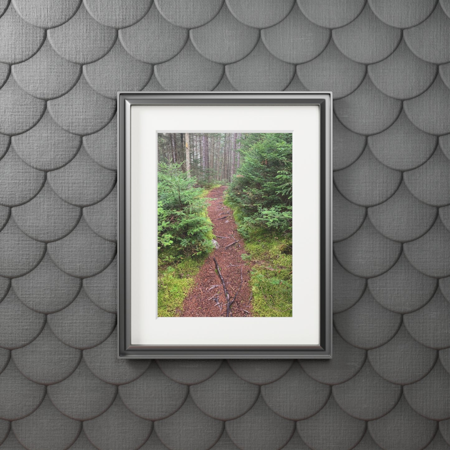 Canaan VT Forrest trail