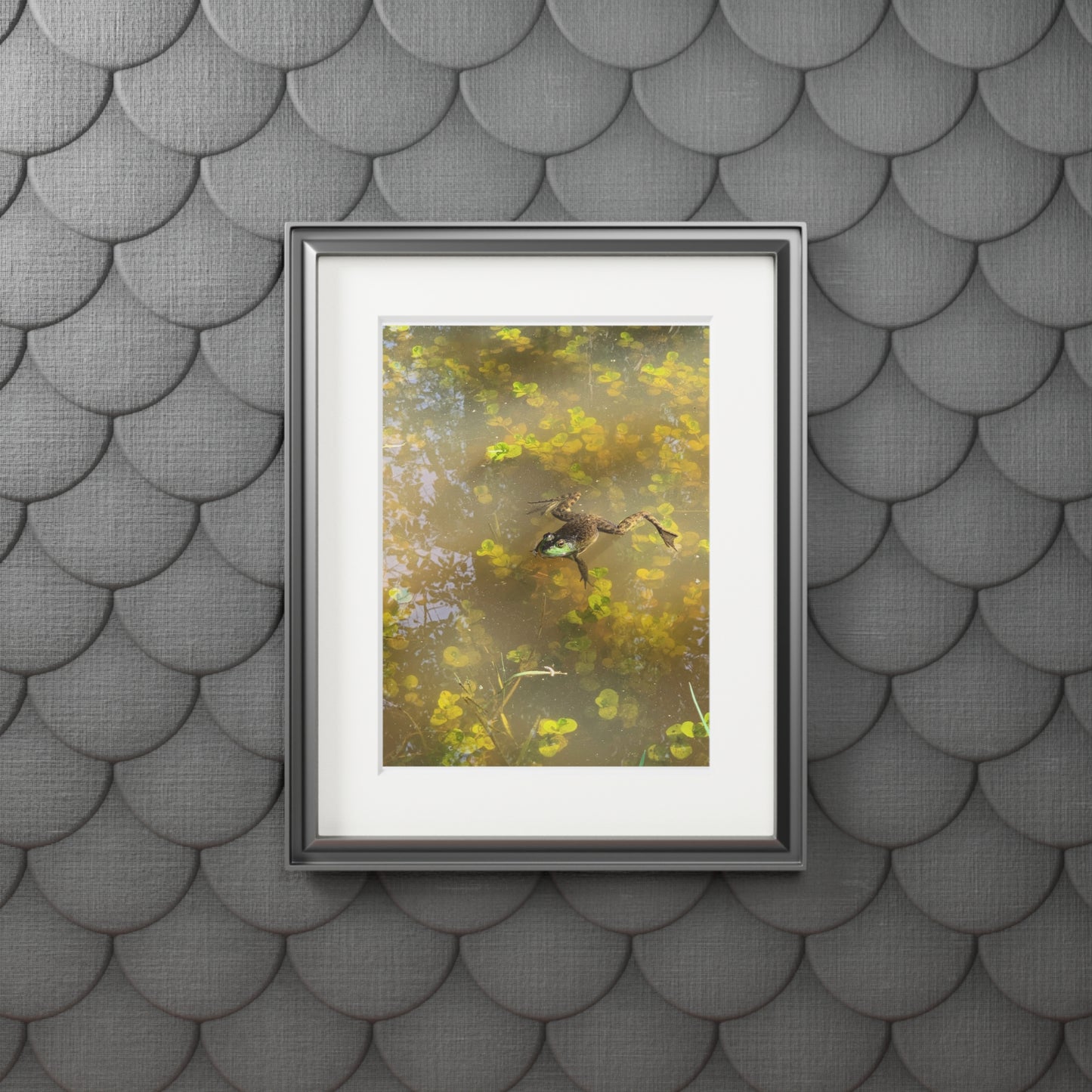 Summer afternoon frog