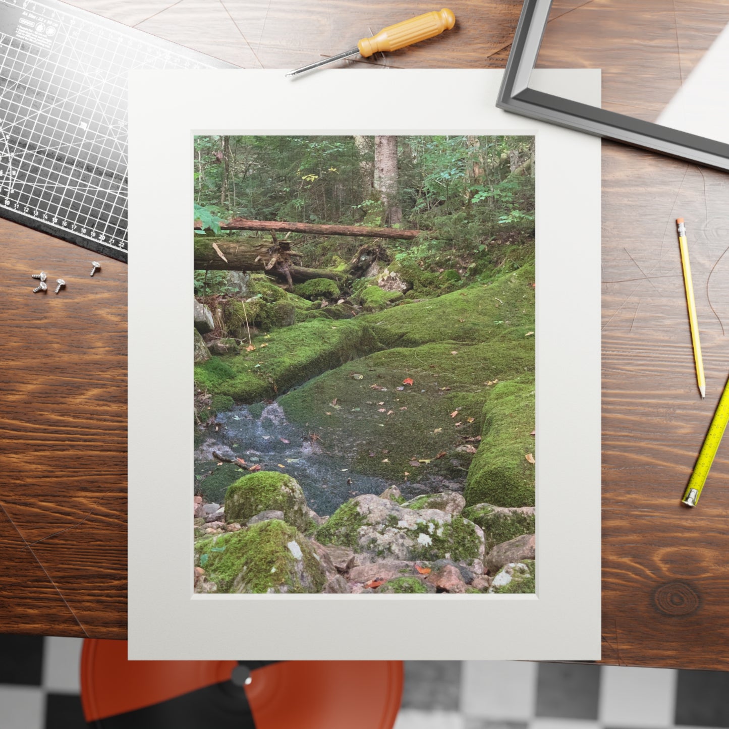 Canaan VT Forrest trail