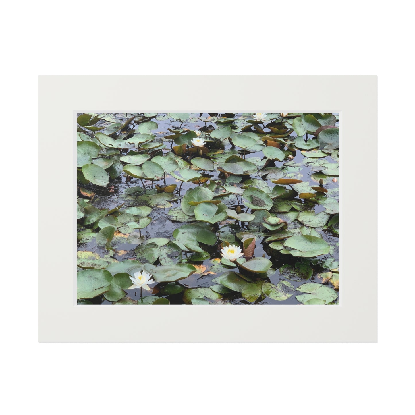 Water Lillies Reid state park