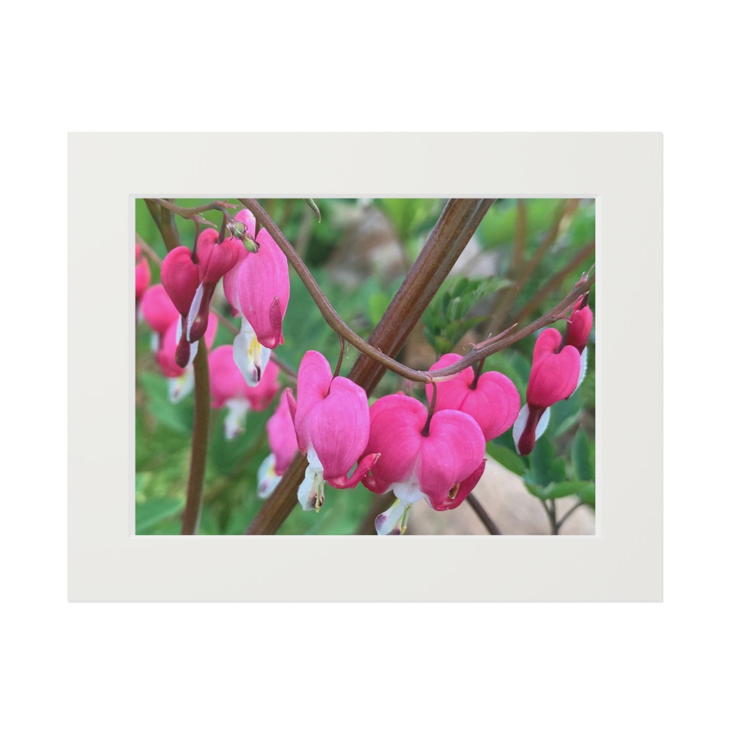 Bleeding hearts ❤️