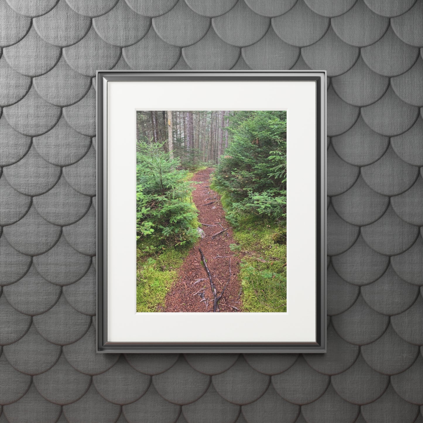 Canaan VT Forrest trail