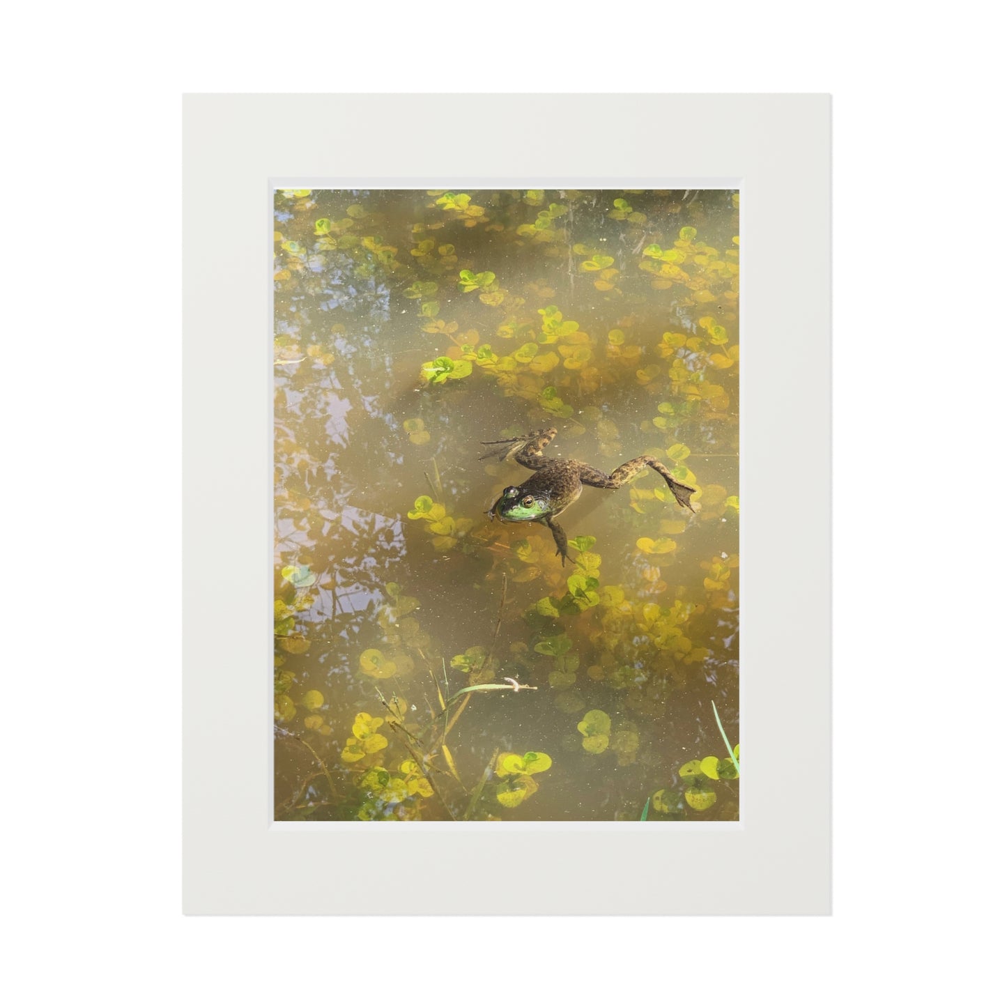 Summer afternoon frog