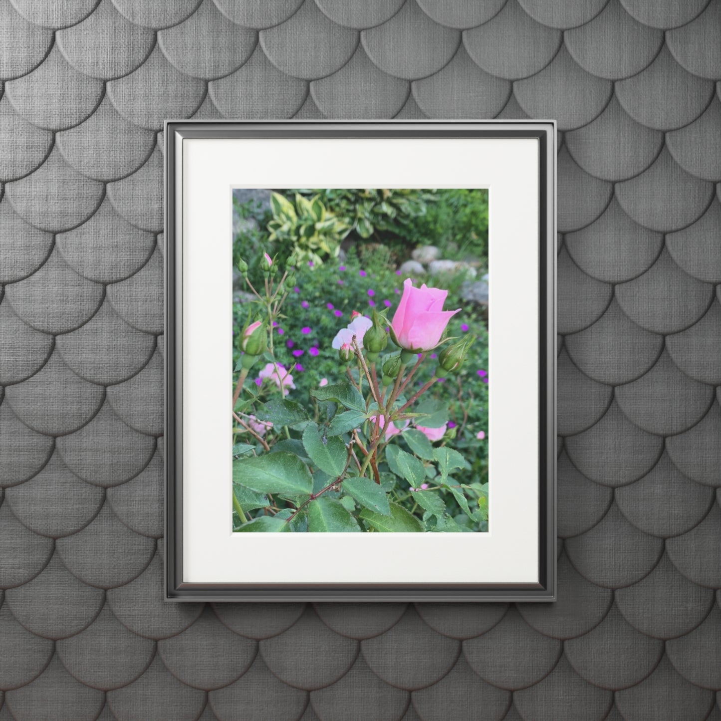 Secret garden pink rose