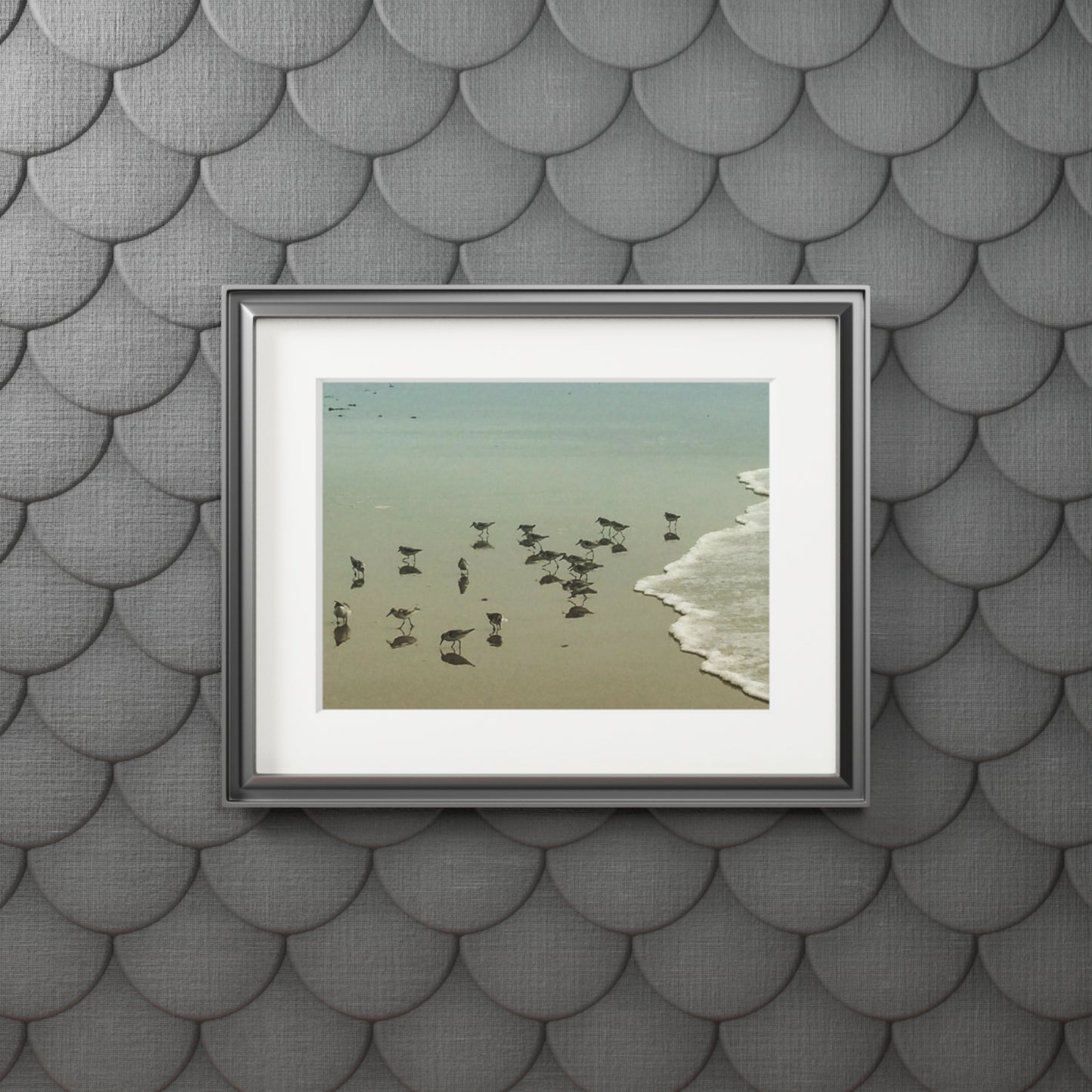 Piping plovers Popham beach ME