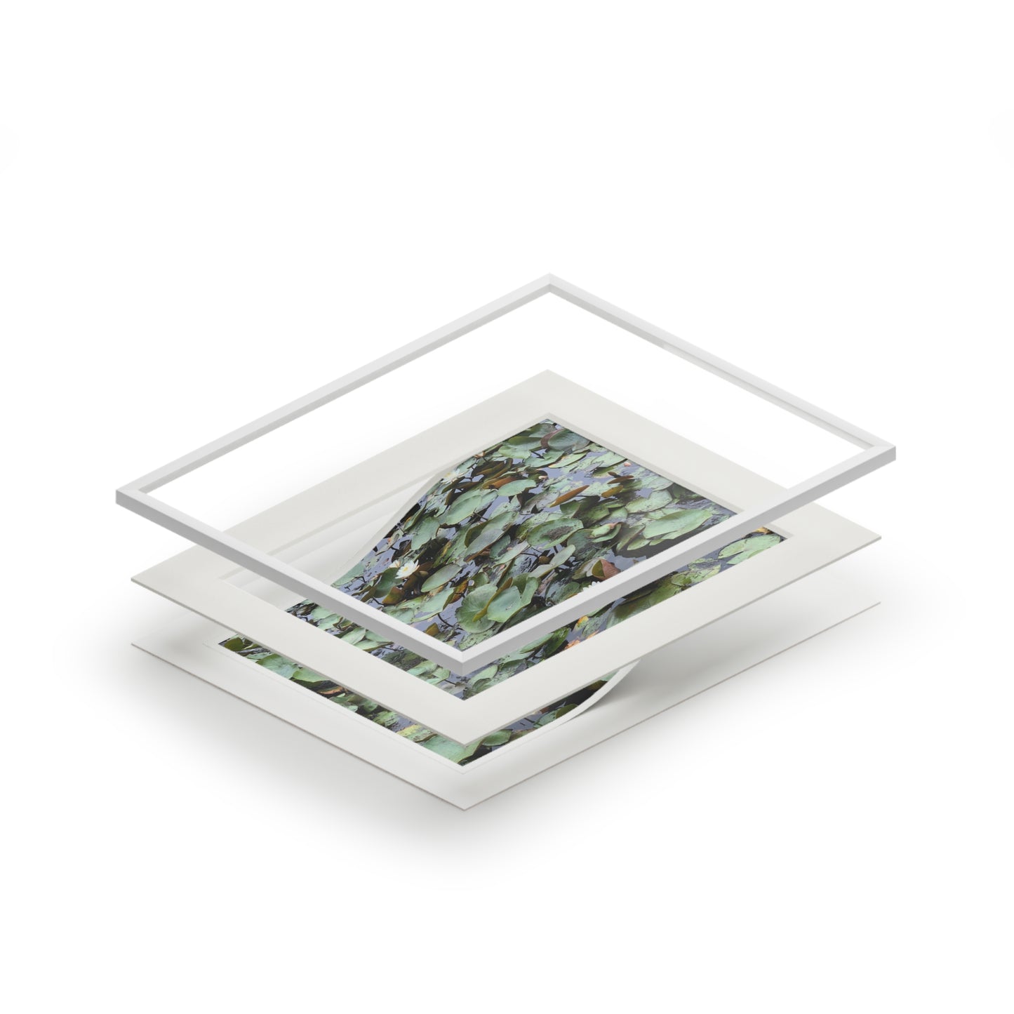 Water Lillies Reid state park