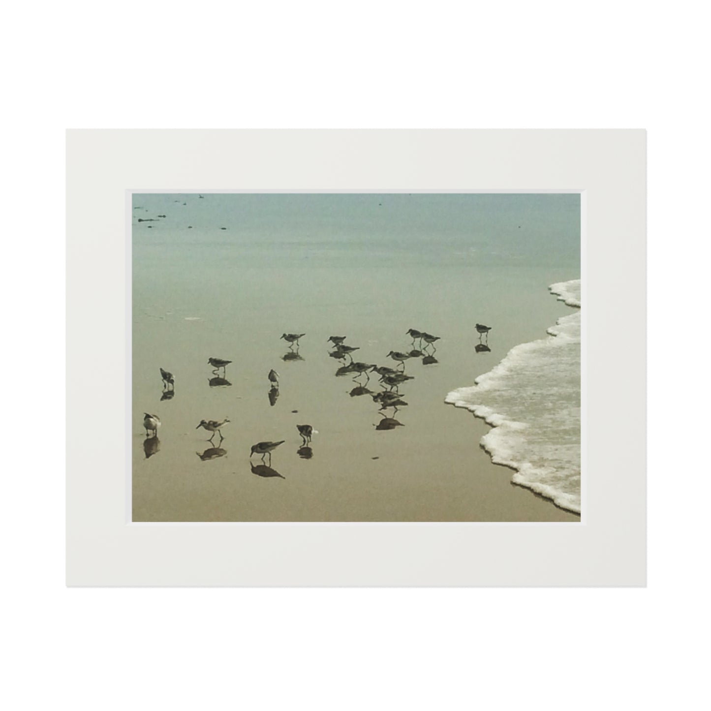 Piping plovers Popham beach ME