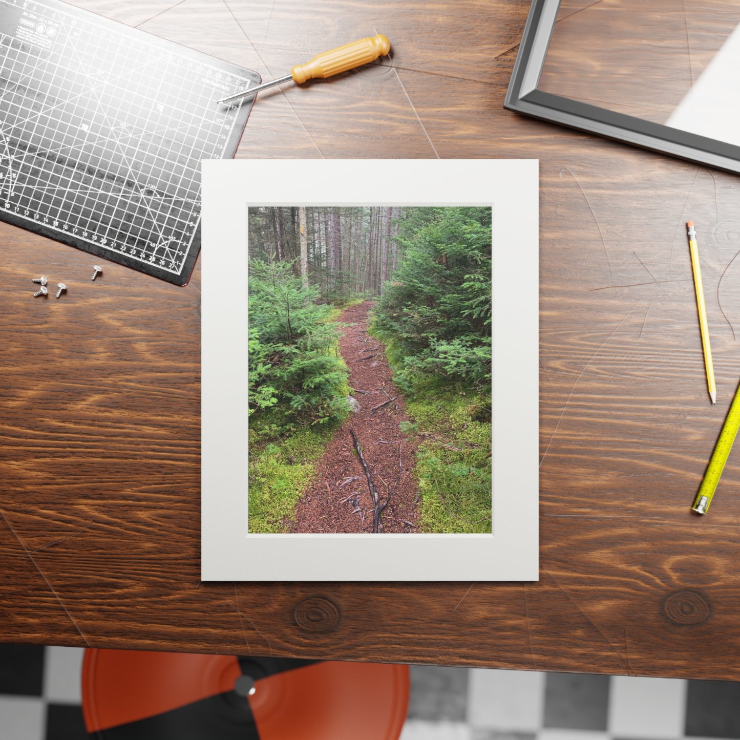 Canaan VT Forrest trail