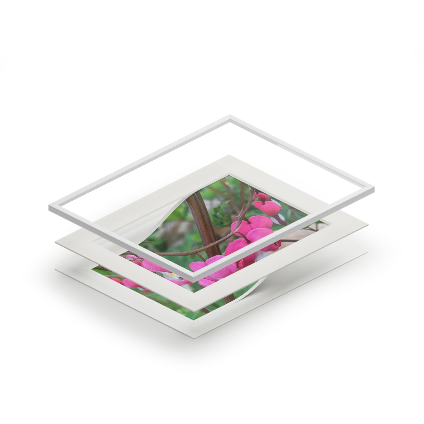 Bleeding hearts ❤️