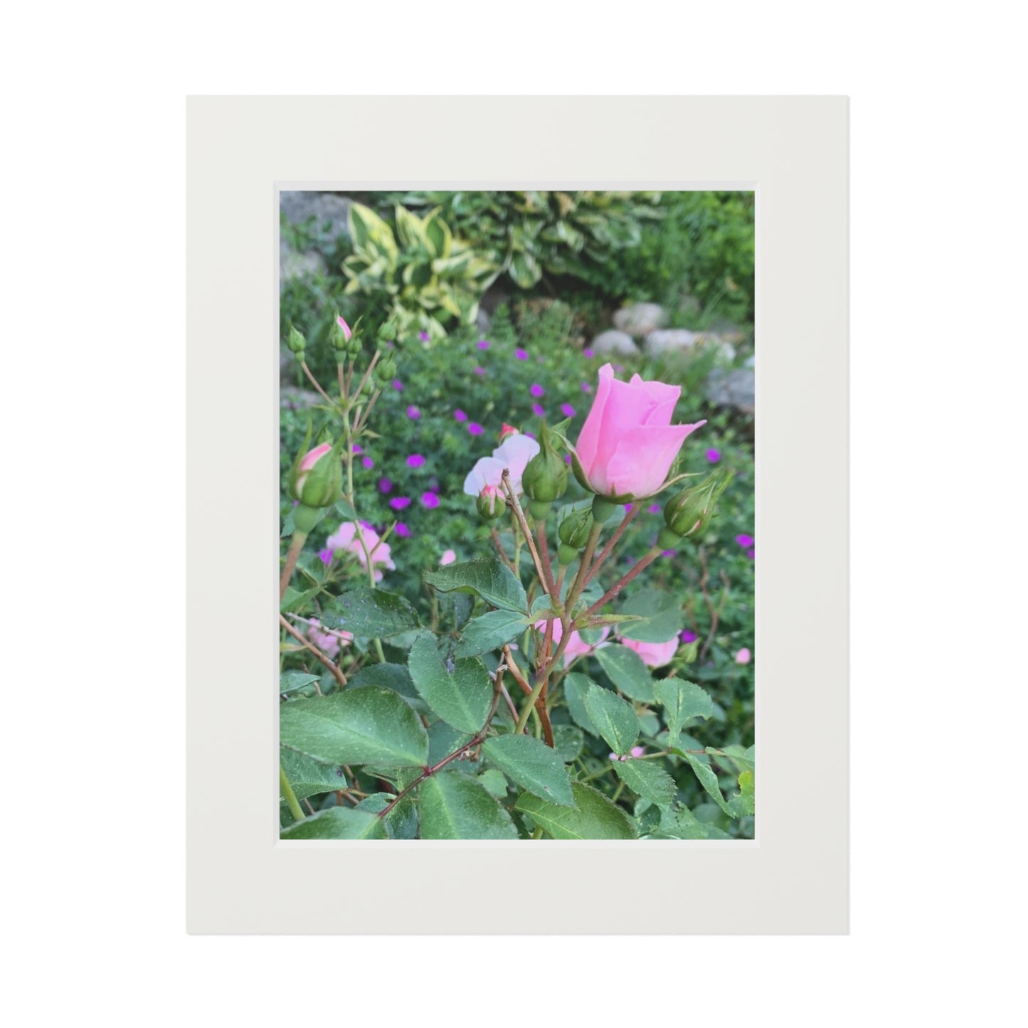 Secret garden pink rose