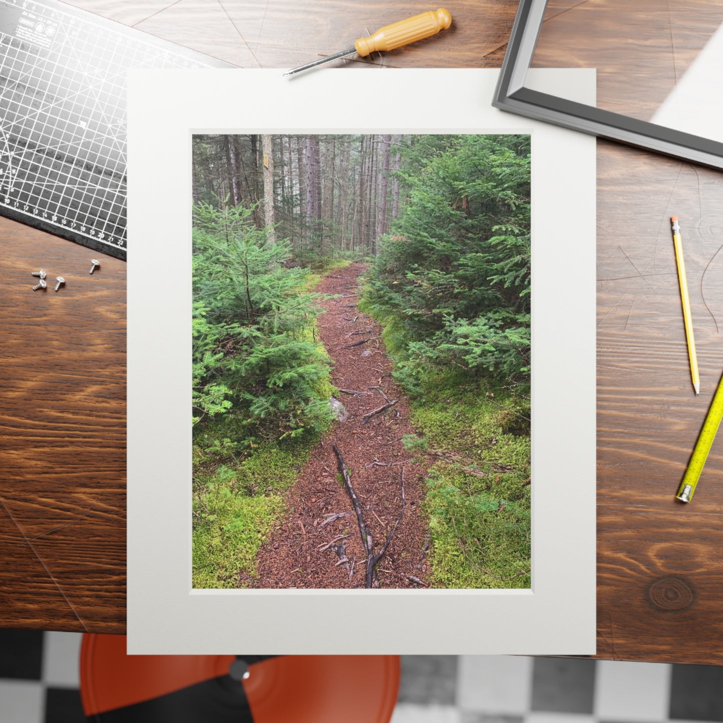 Canaan VT Forrest trail