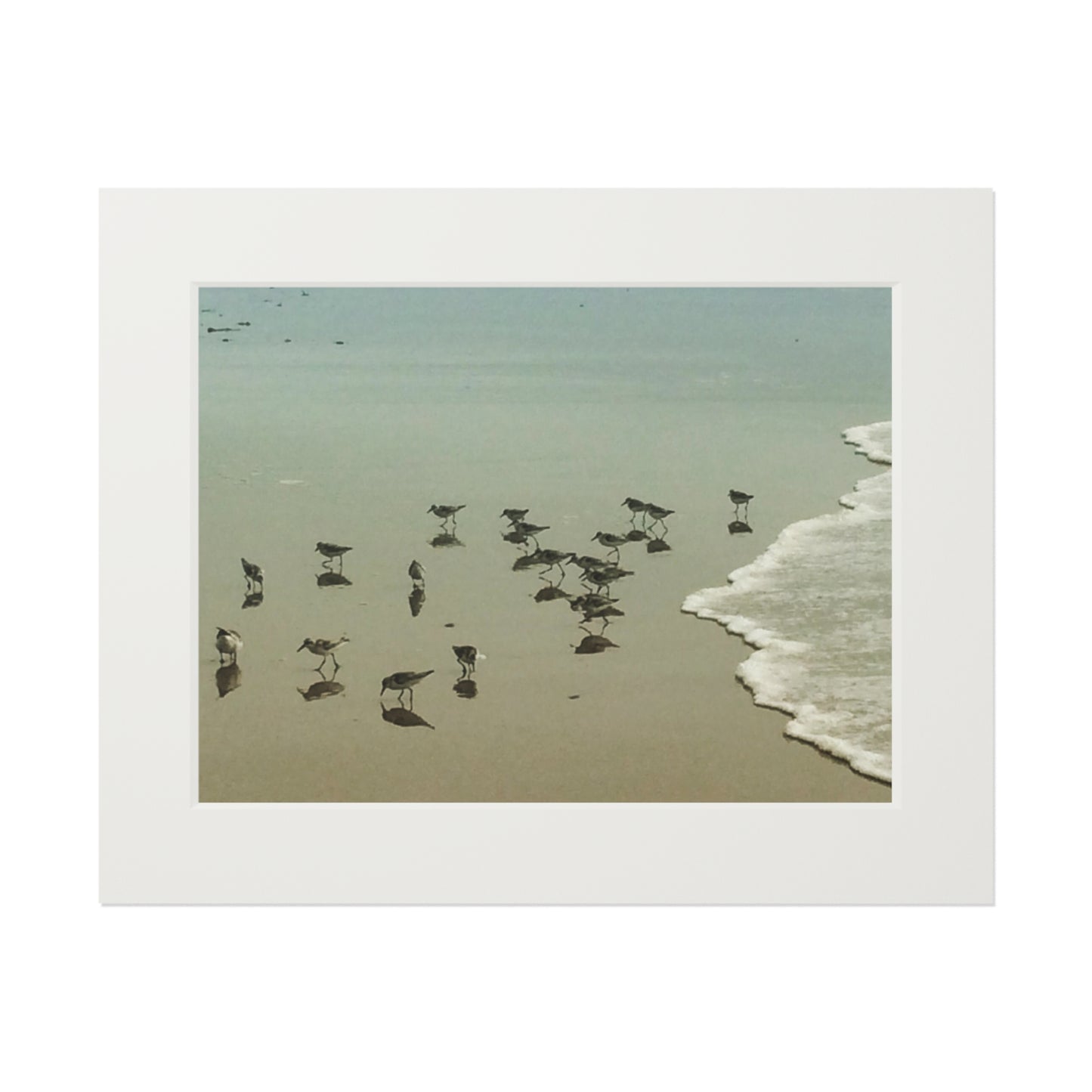 Piping plovers Popham beach ME