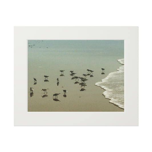 Piping plovers Popham beach ME