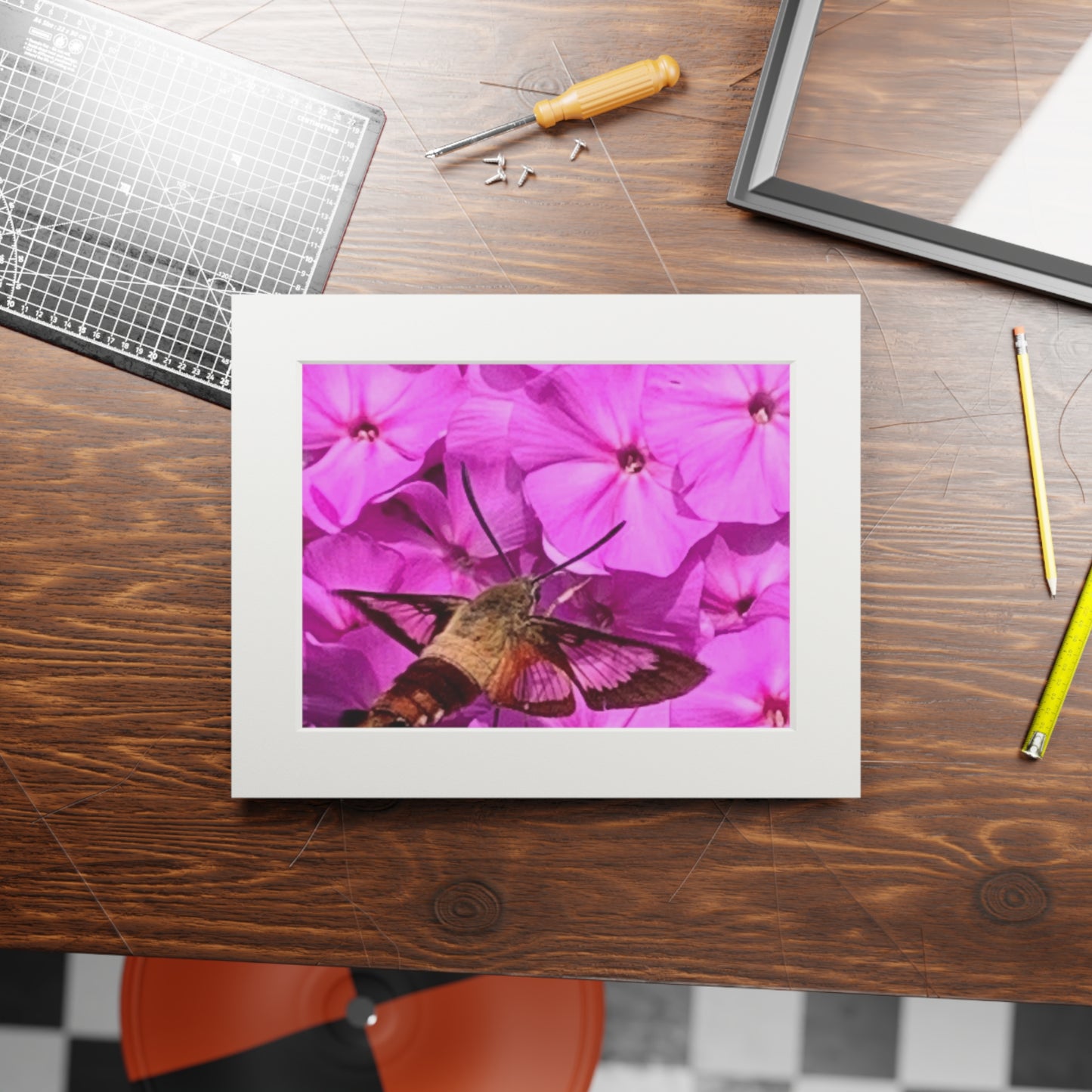 Hummingbird moth
