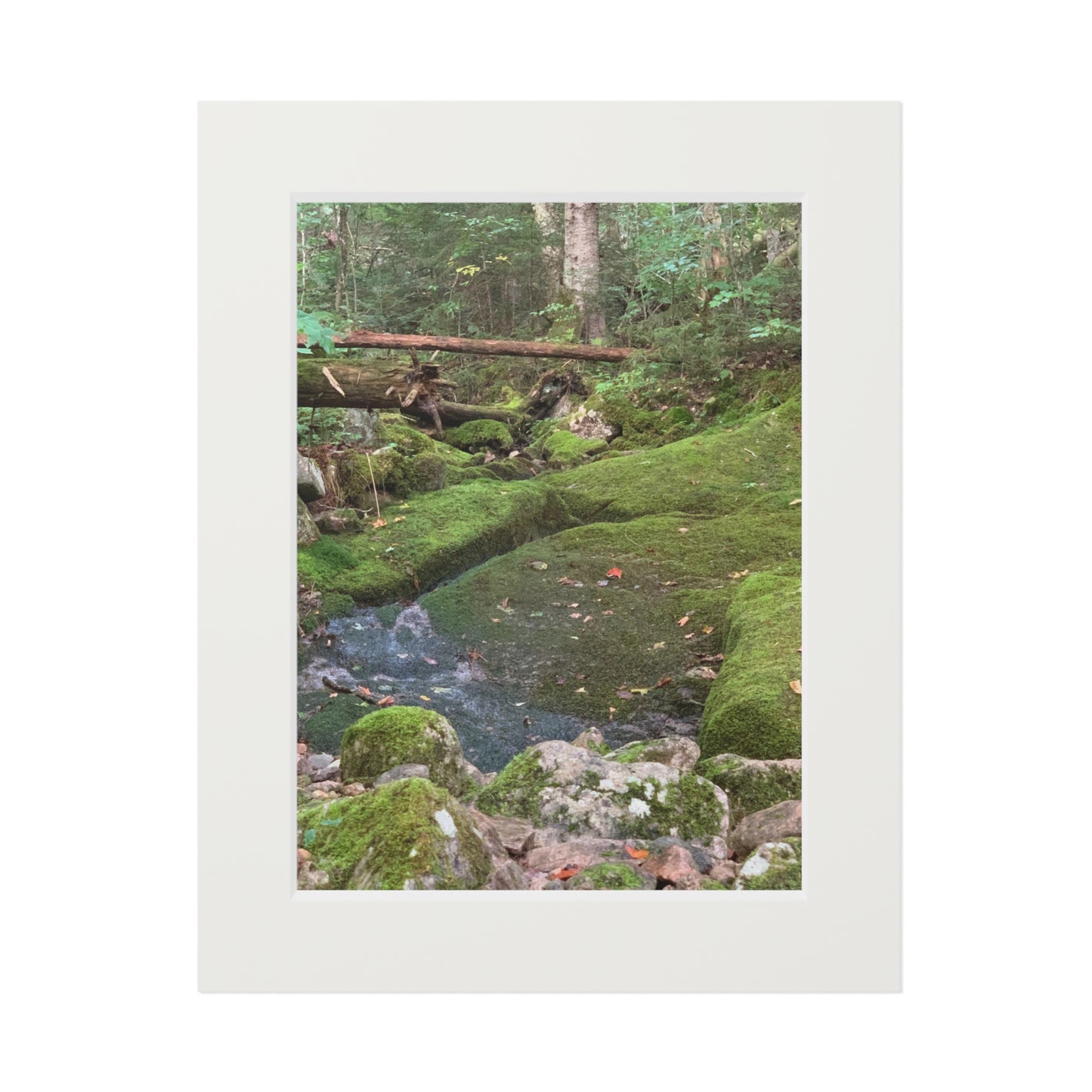 Canaan VT Forrest trail