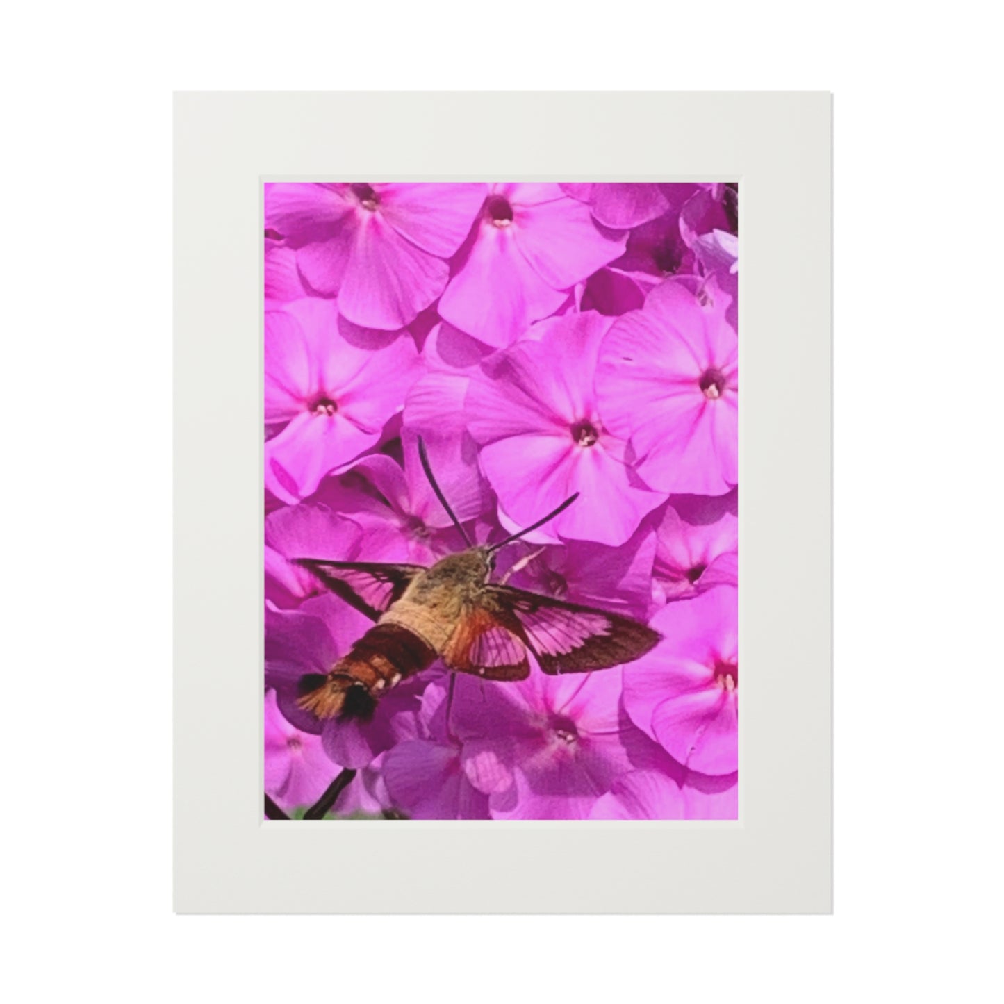 Hummingbird moth