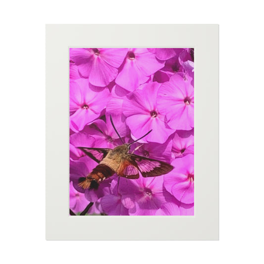Hummingbird moth