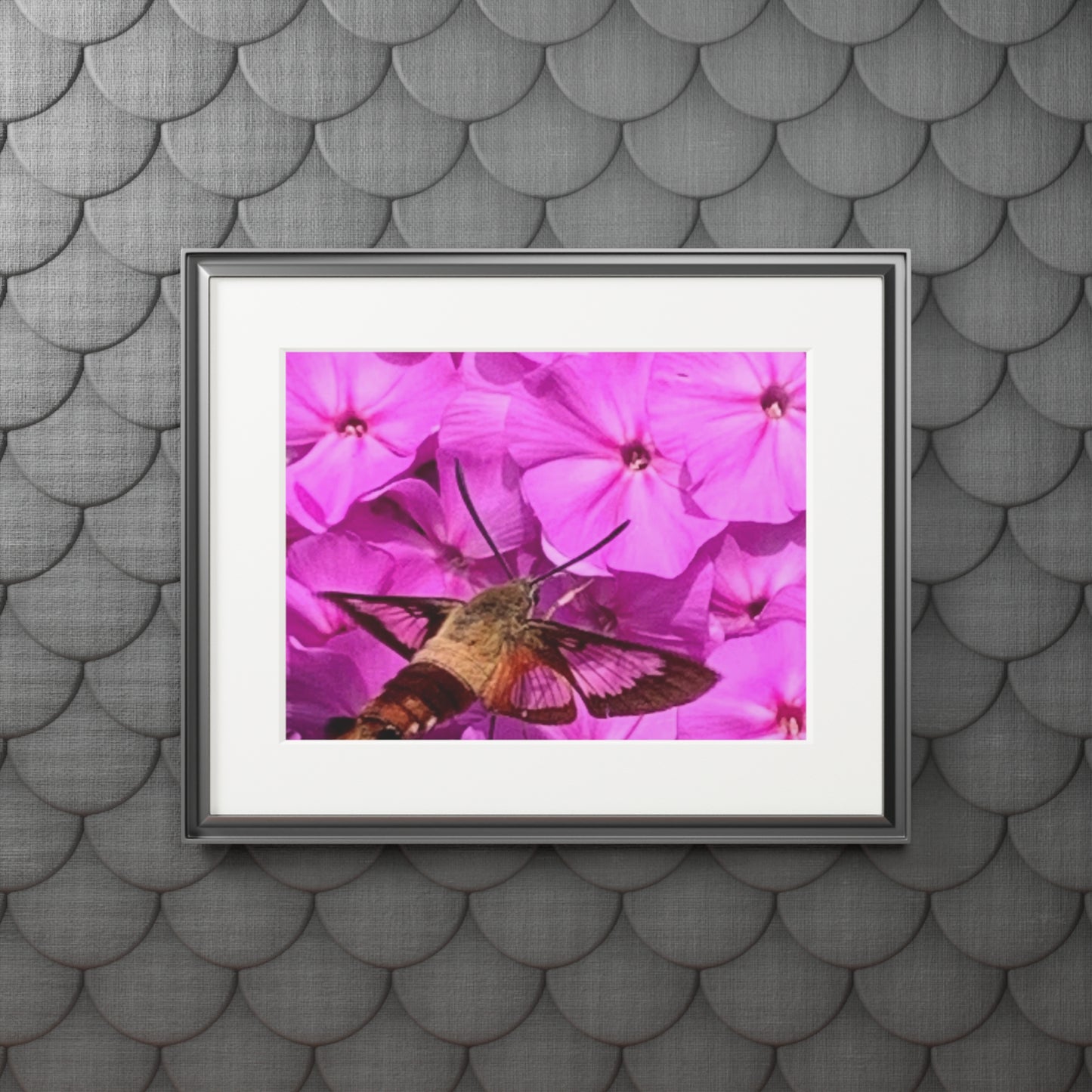 Hummingbird moth