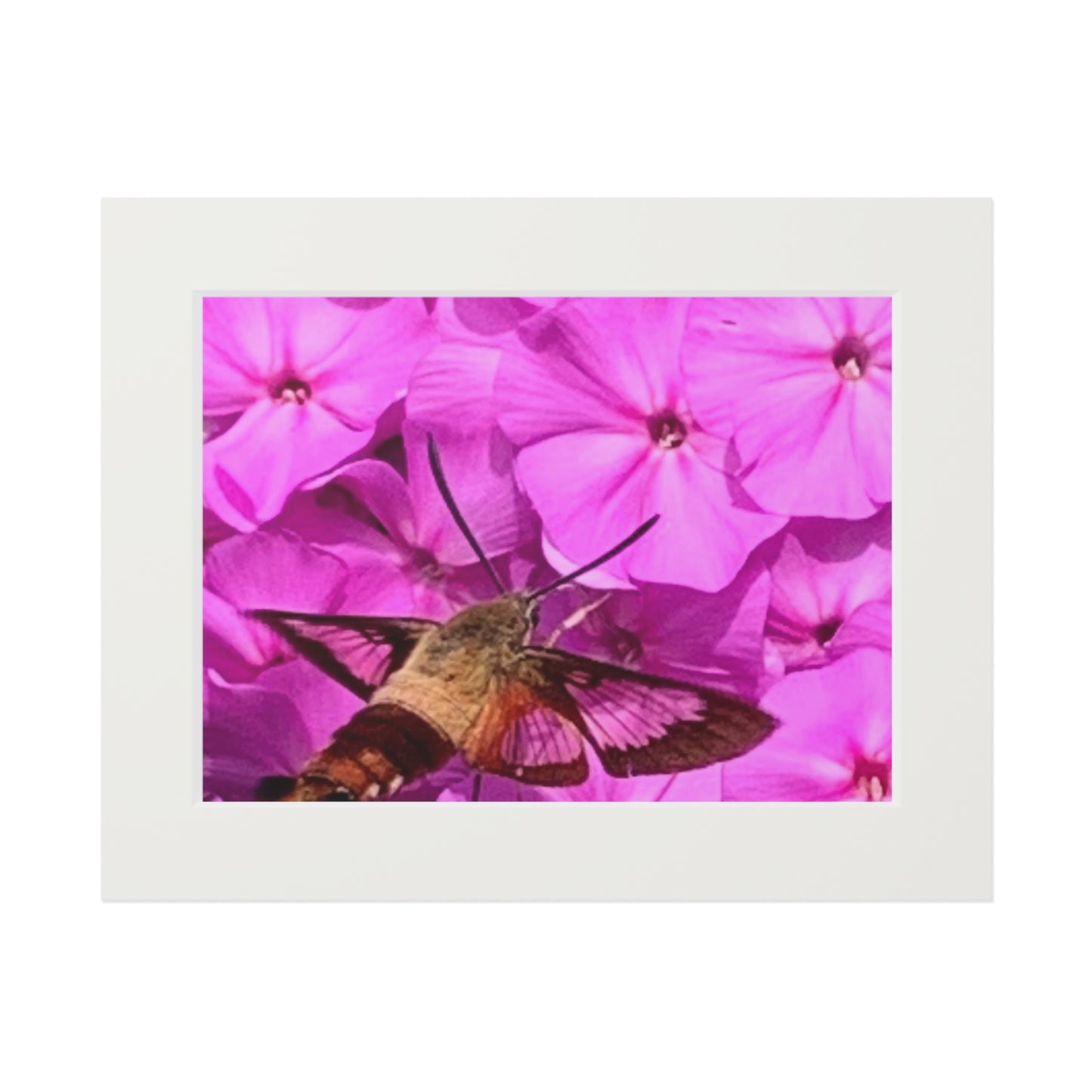 Hummingbird moth