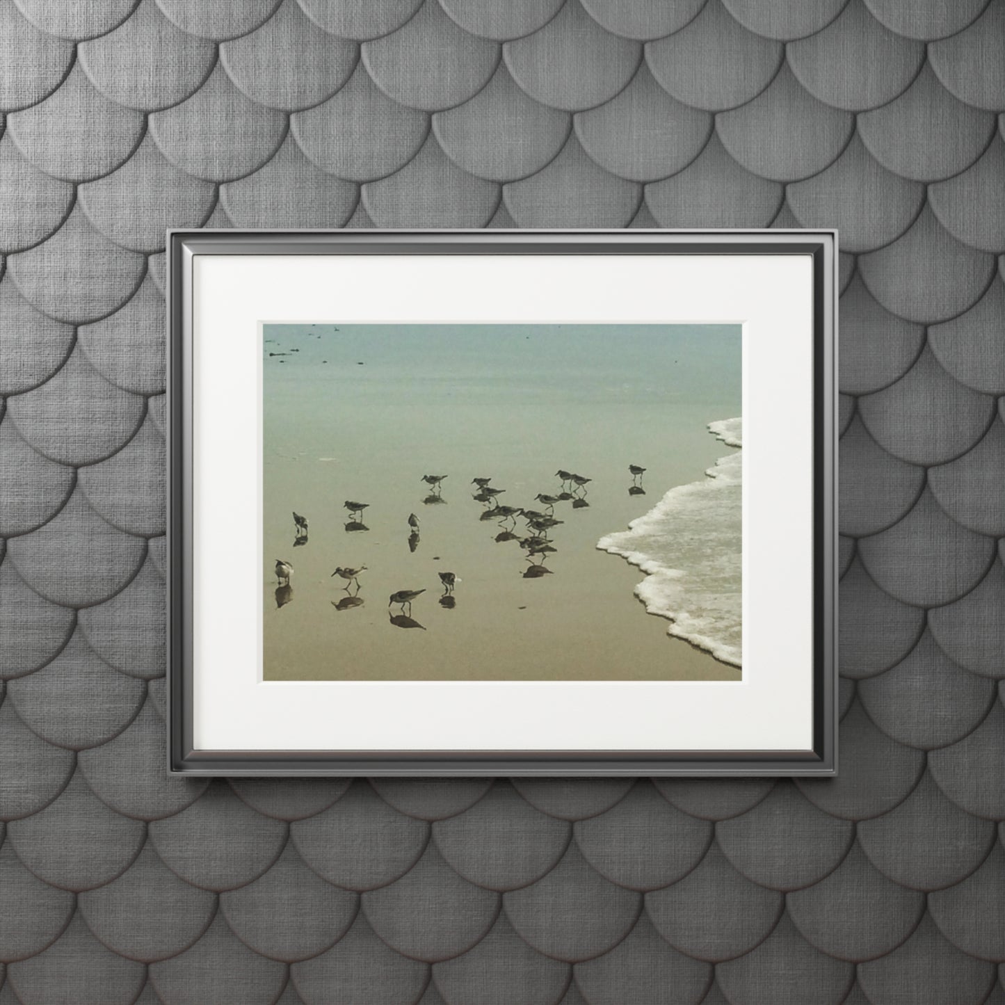 Piping plovers Popham beach ME