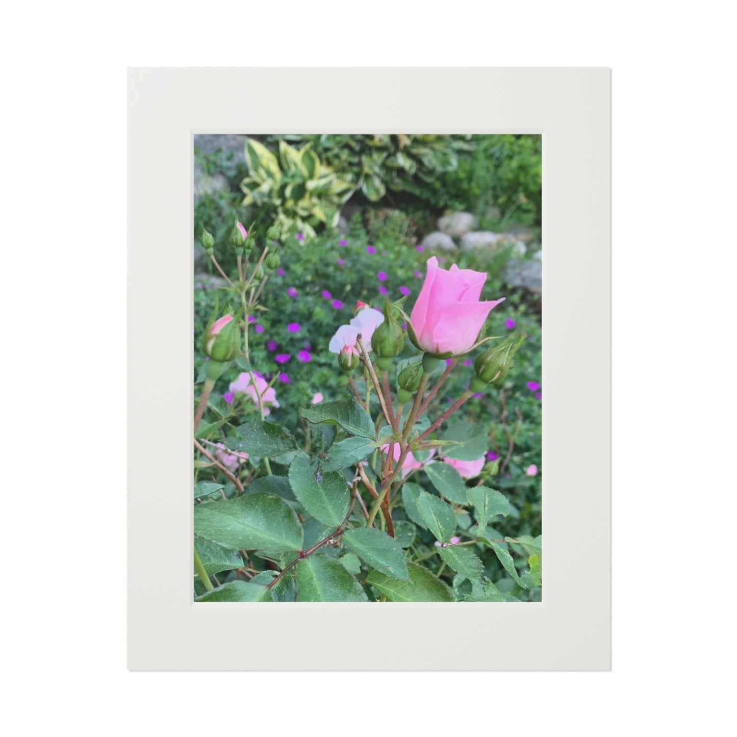 Secret garden pink rose