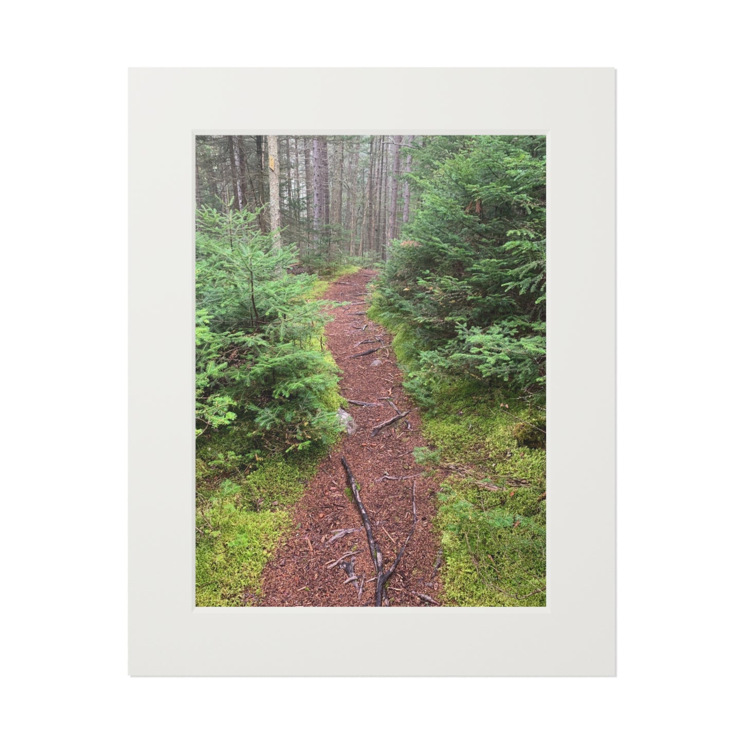 Canaan VT Forrest trail