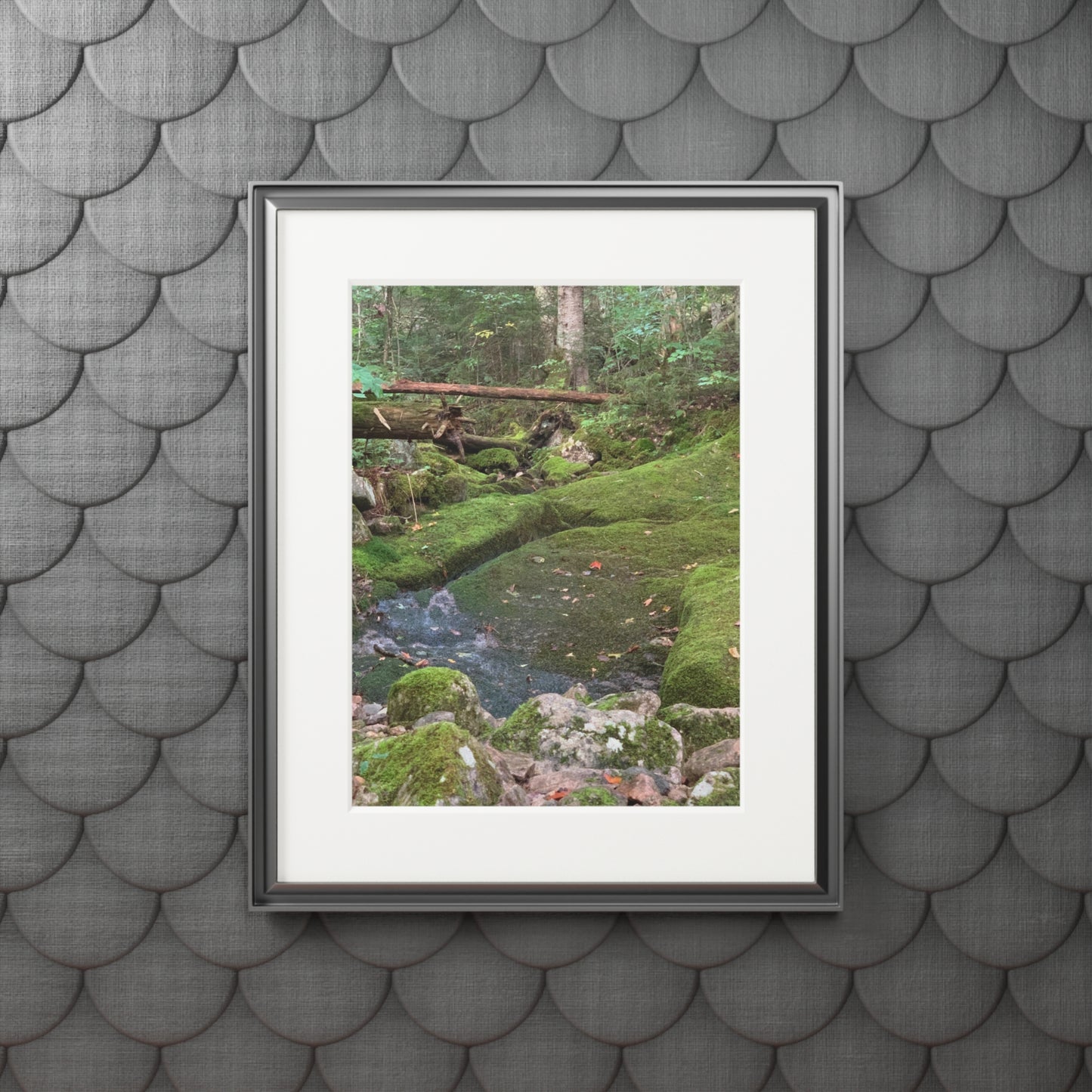 Canaan VT Forrest trail