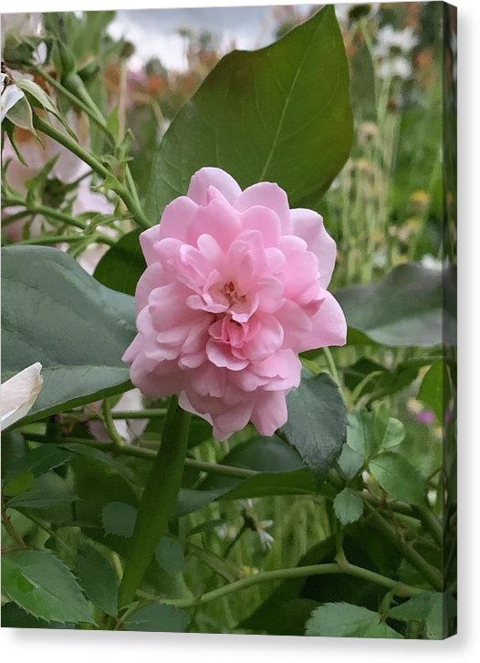 Evening Rose - Canvas Print